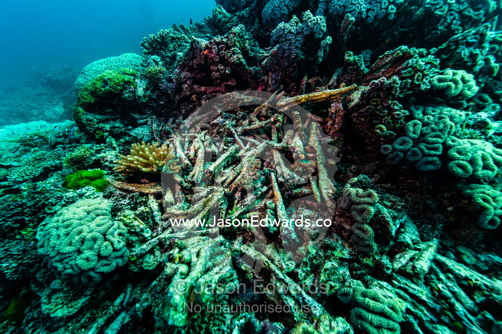 The shattered remains of a dead coral colony on a reef. Heron Island, Great Barrier Reef, Queensland, Australia.