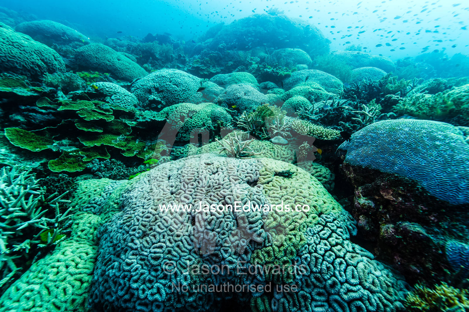A Hard Boulder Coral colony on a tropical reef. Heron Island, Great Barrier Reef, Queensland, Australia.