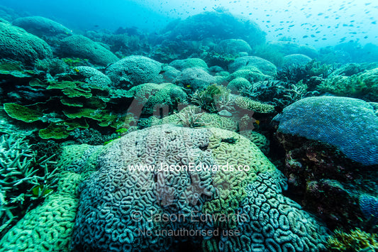 A Hard Boulder Coral colony on a tropical reef. Heron Island, Great Barrier Reef, Queensland, Australia.