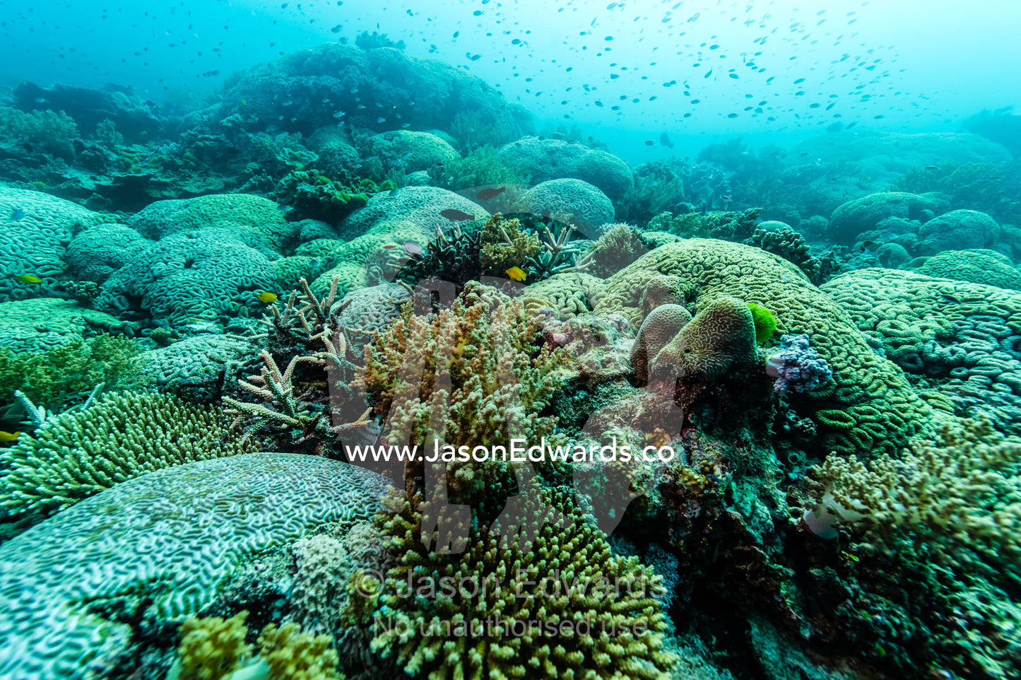 A Hard Boulder Coral colony on a tropical reef. Heron Island, Great Barrier Reef, Queensland, Australia.