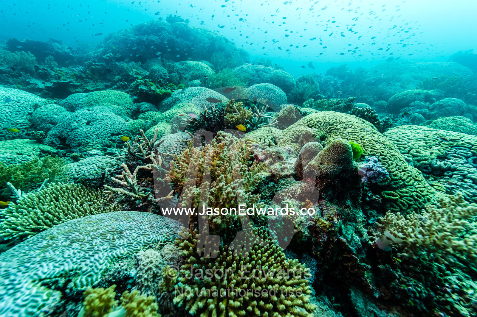 A Hard Boulder Coral colony on a tropical reef. Heron Island, Great Barrier Reef, Queensland, Australia.
