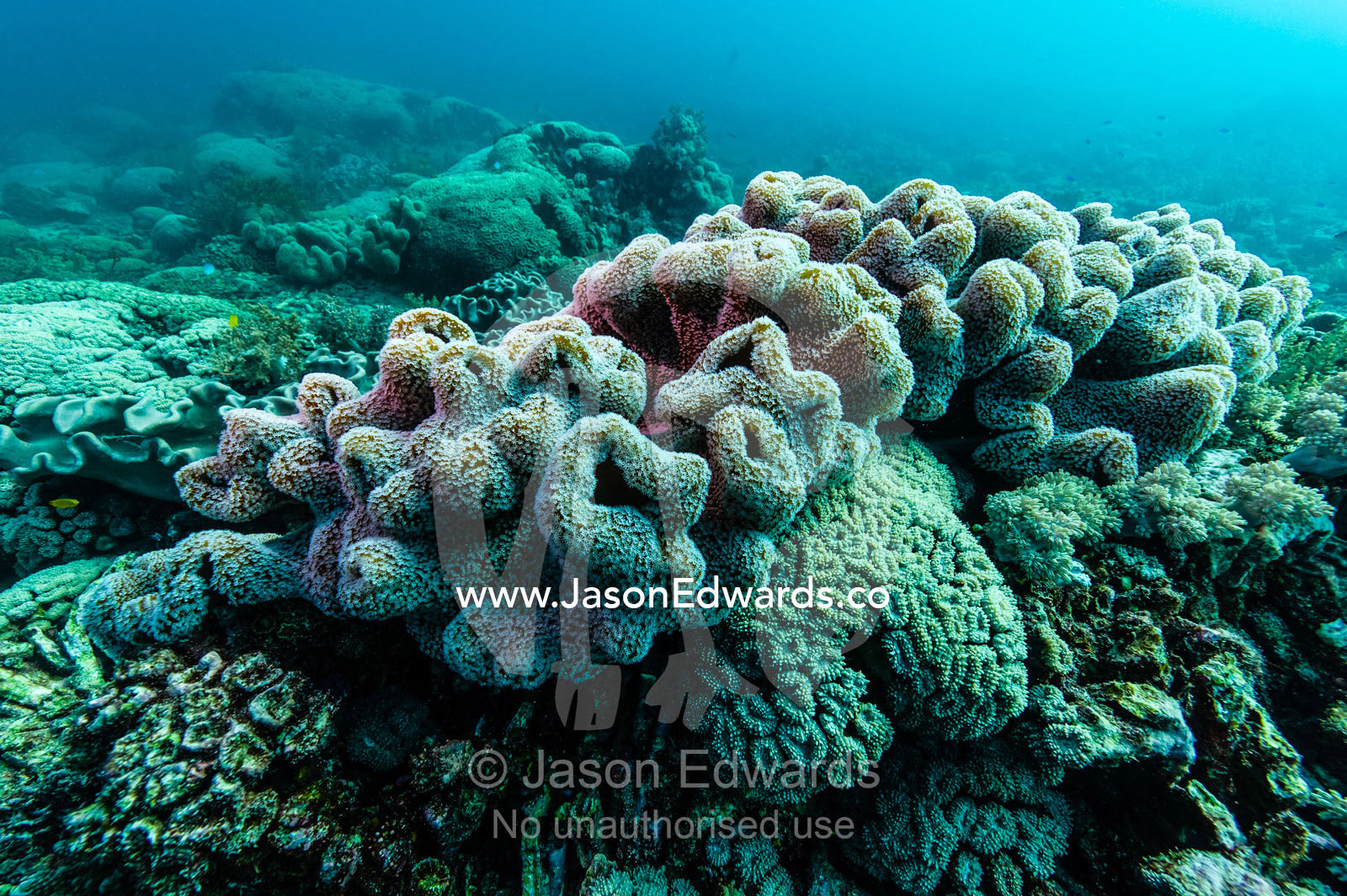 A Mushroom Leather Soft Coral colony on a tropical reef. Heron Island, Great Barrier Reef, Queensland, Australia.