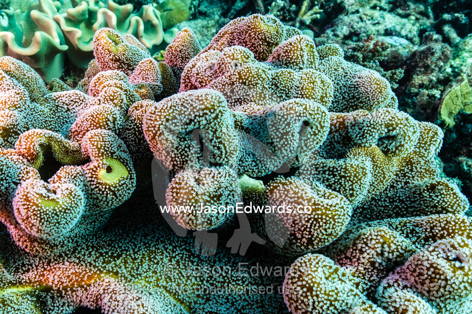 A Mushroom Leather Soft Coral colony on a tropical reef. Heron Island, Great Barrier Reef, Queensland, Australia.