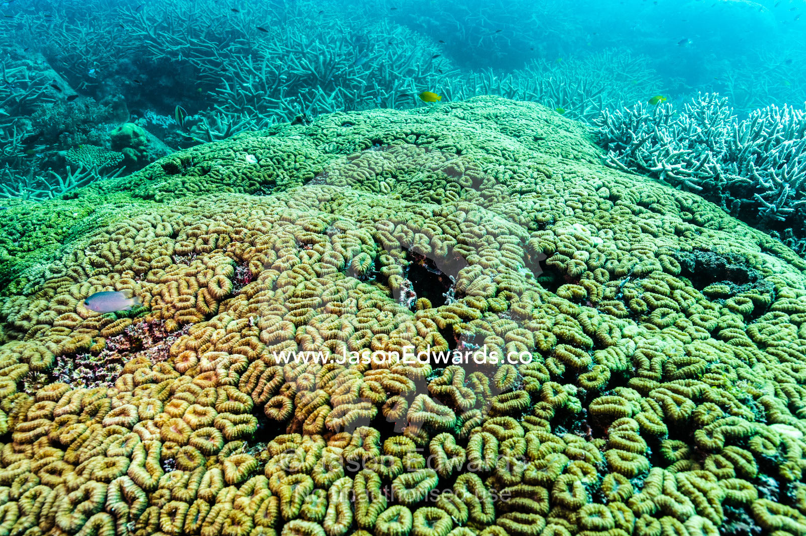 The mosaic of a Hard Boulder Coral colony on a tropical reef. Heron Island, Great Barrier Reef, Queensland, Australia.