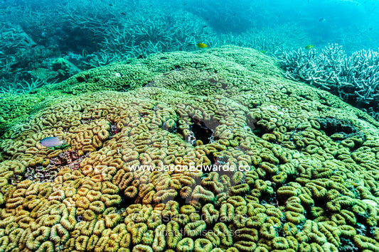 The mosaic of a Hard Boulder Coral colony on a tropical reef. Heron Island, Great Barrier Reef, Queensland, Australia.