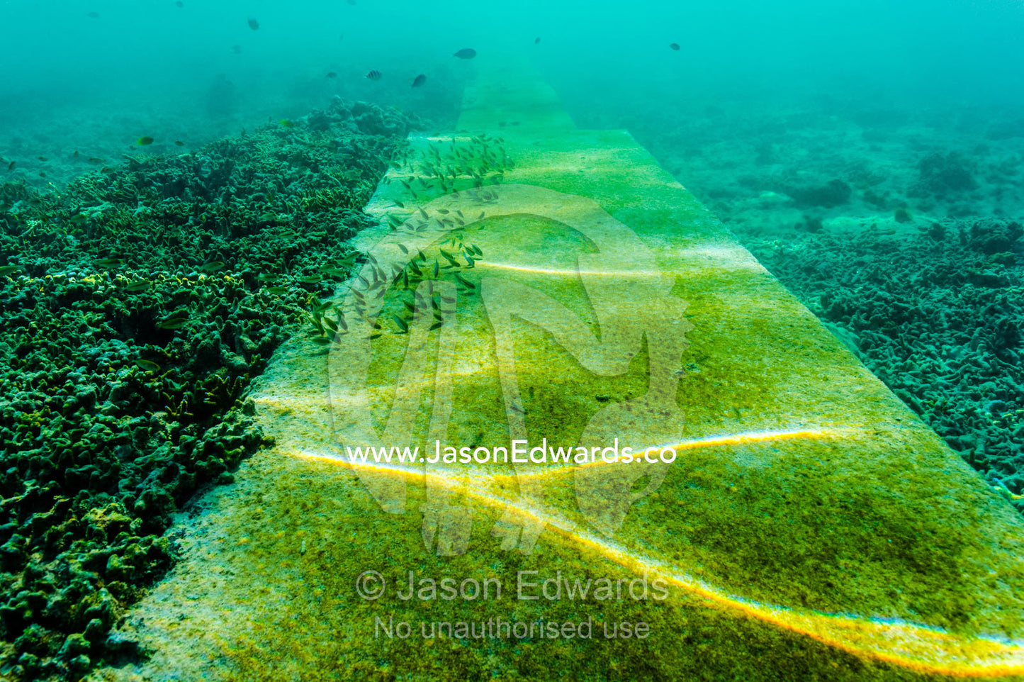 Small fish feeding on algae growing on a harbour retaining wall near a coral reef. Heron Island, Great Barrier Reef, Queensland, Australia.