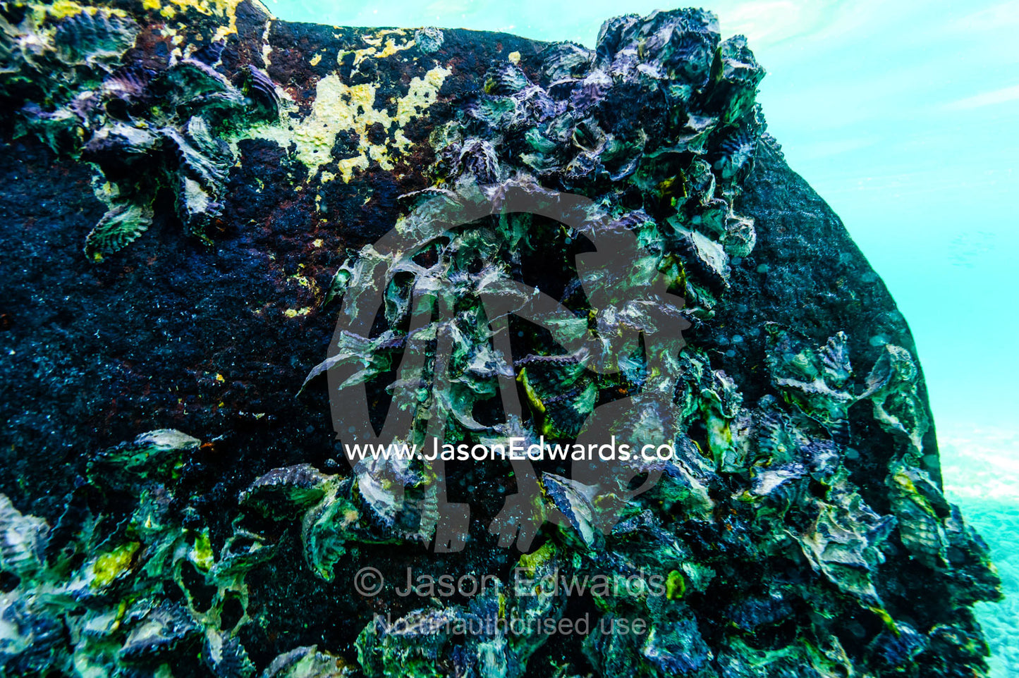 Barnacles growing on the hull of the shipwreck of the HMAS Protector a large flat-iron gunboat trapped on a coral reef. Wreck Beach, Heron Island, Great Barrier Reef, Queensland, Australia.