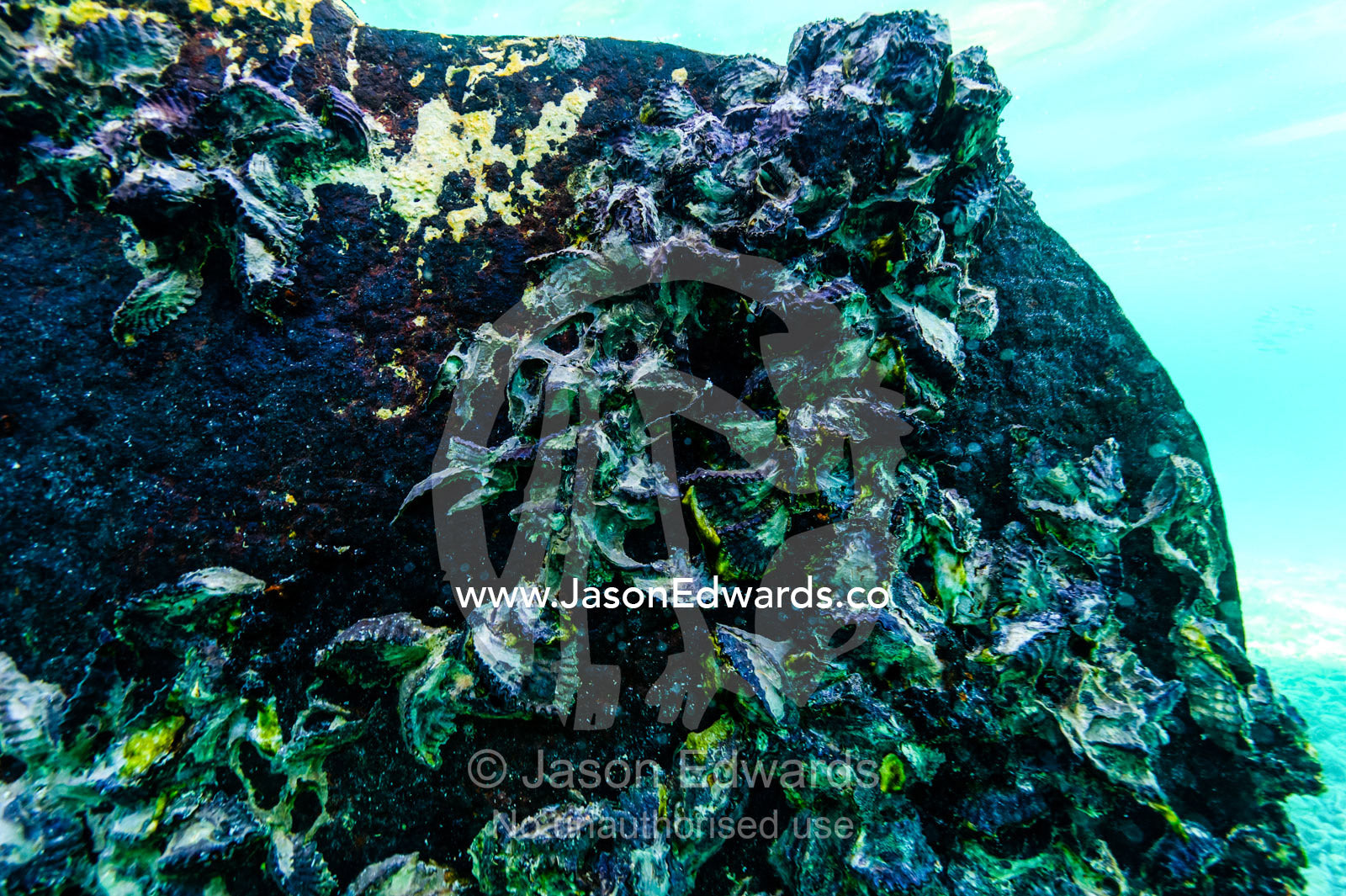 Barnacles growing on the hull of the shipwreck of the HMAS Protector a large flat-iron gunboat trapped on a coral reef. Wreck Beach, Heron Island, Great Barrier Reef, Queensland, Australia.