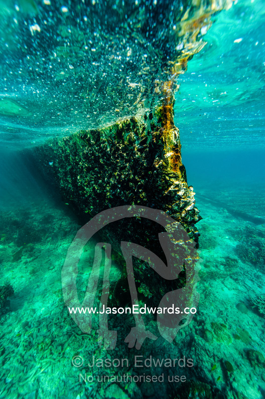 Barnacles growing on the hull of the shipwreck of the HMAS Protector a large flat-iron gunboat trapped on a coral reef. Wreck Beach, Heron Island, Great Barrier Reef, Queensland, Australia.