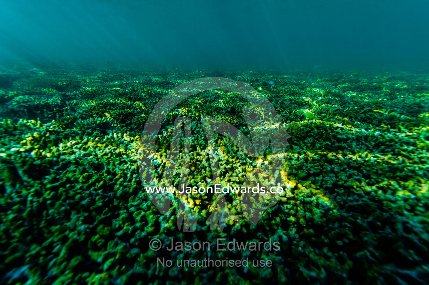 Dappled sunlight filtering across the surface of a Staghorn Coral colony. Wreck Beach, Heron Island, Great Barrier Reef, Queensland, Australia.