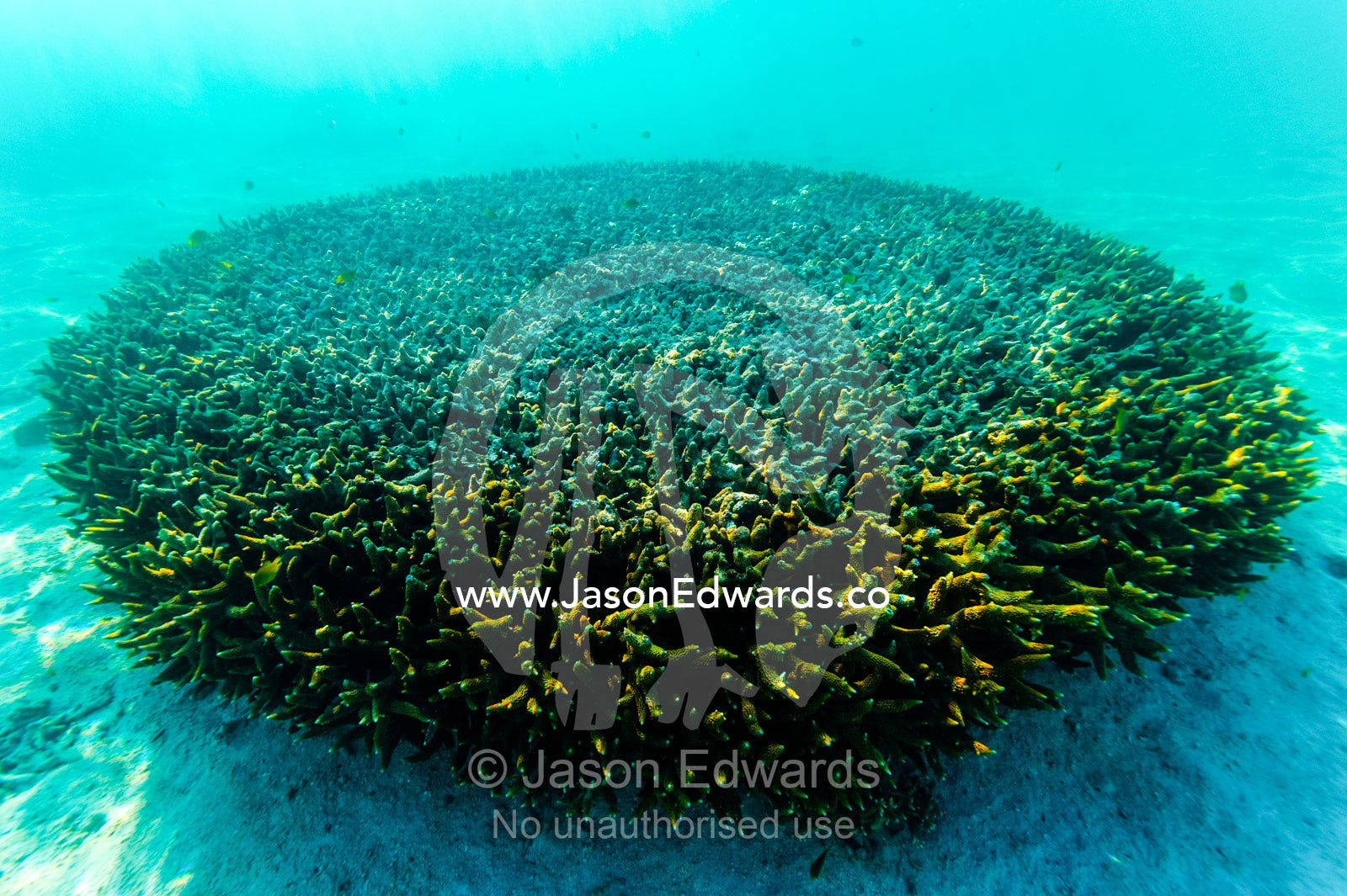 Dappled sunlight filtering across the surface of a Staghorn Coral colony. Heron Island, Great Barrier Reef, Queensland, Australia.