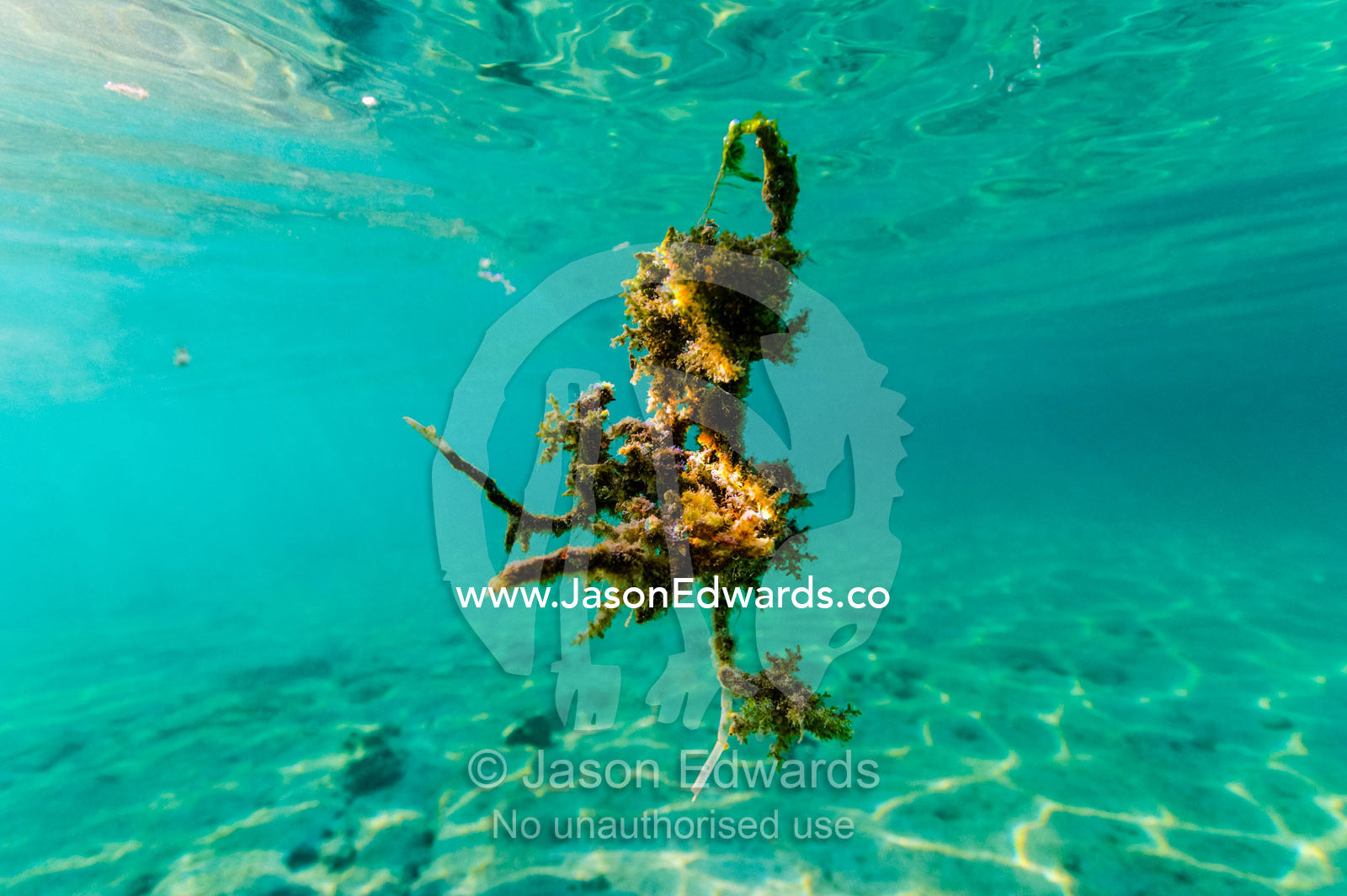 A piece of dead seaweed floating through dappled sunlight in the ocean. Heron Island, Great Barrier Reef, Queensland, Australia.