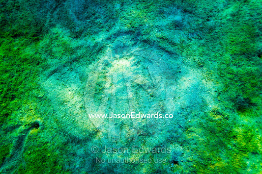 The footprint of a Bluespotted Stingray in the sand on the ocean floor. Heron Island, Great Barrier Reef, Queensland, Australia.