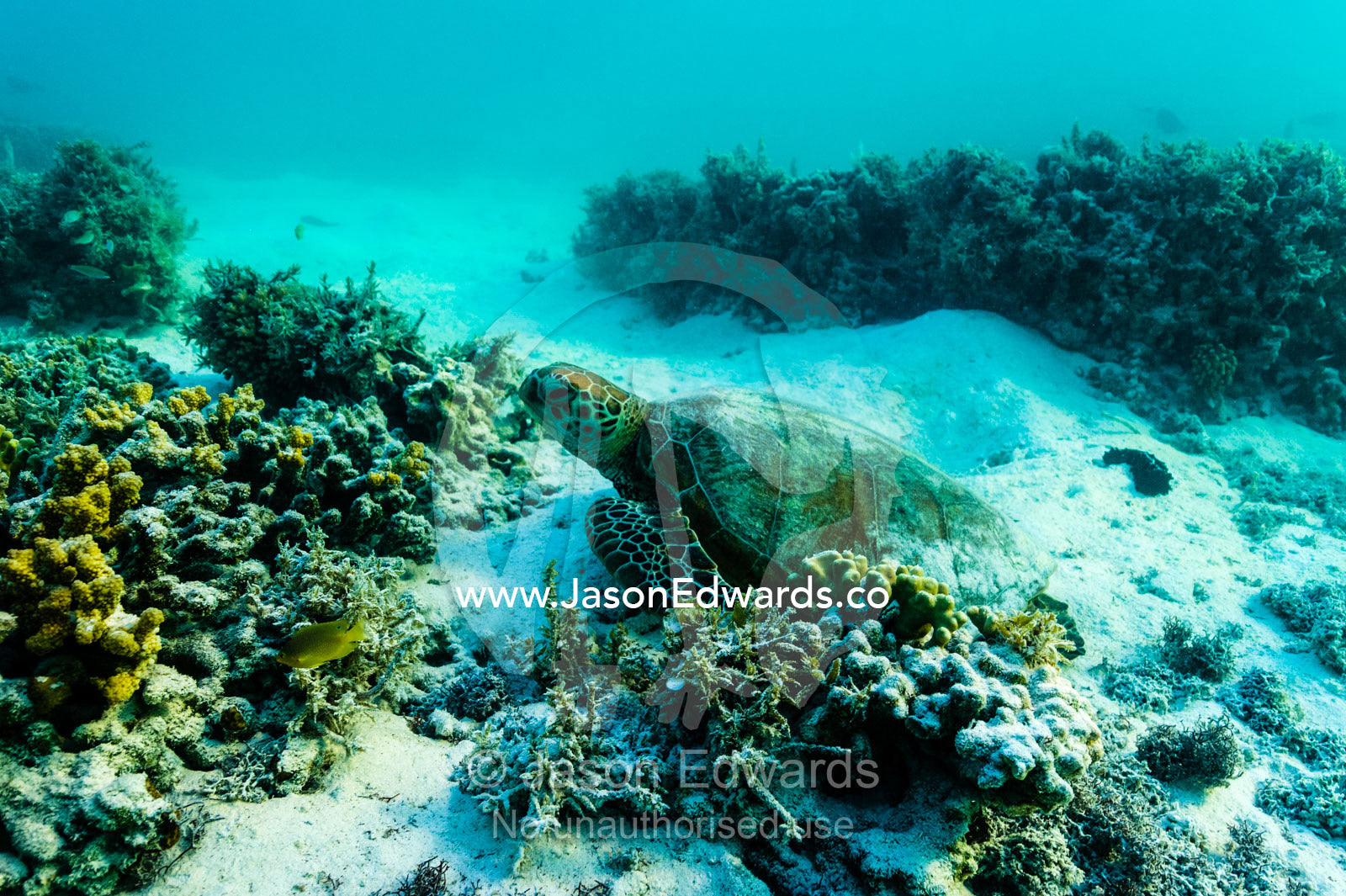 A Vulnerable Green Turtle resting on the ocean floor between coral outcrops. Heron Island, Great Barrier Reef, Queensland, Australia.