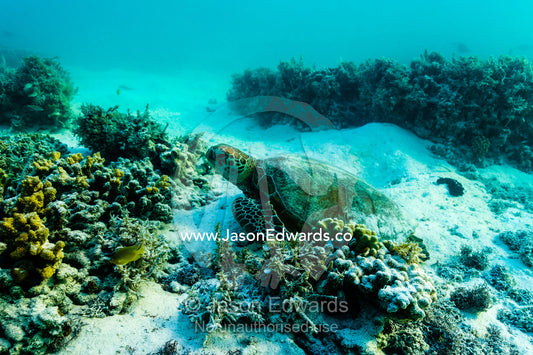 A Vulnerable Green Turtle resting on the ocean floor between coral outcrops. Heron Island, Great Barrier Reef, Queensland, Australia.