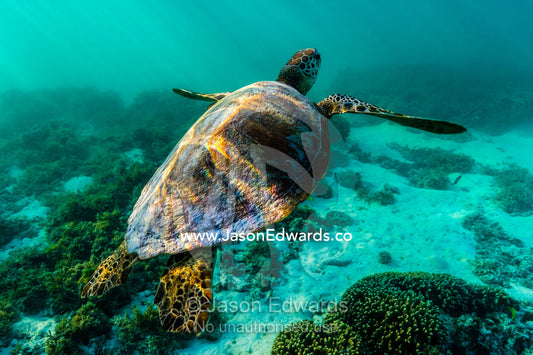 A Vulnerable Green Turtle swimming through dappled sunlight in the ocean shallows. Heron Island, Great Barrier Reef, Queensland, Australia.