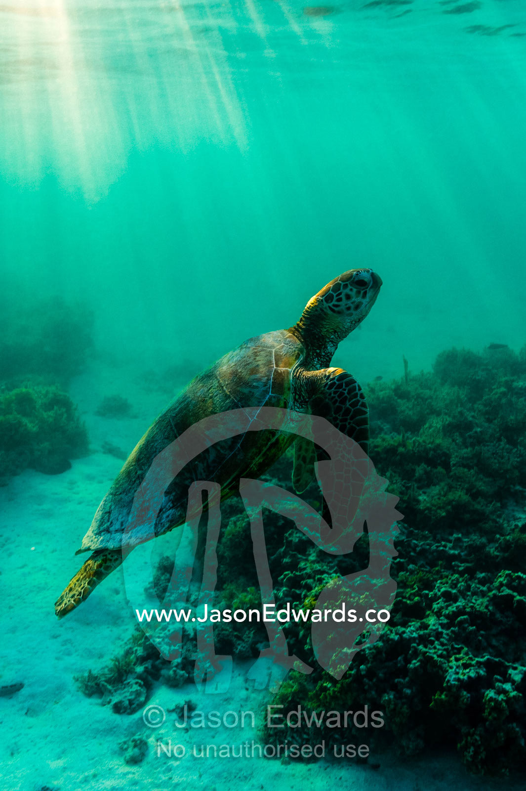 A Vulnerable Green Turtle swimming through dappled sunlight in the ocean shallows. Heron Island, Great Barrier Reef, Queensland, Australia.