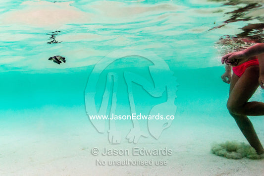 A child follows a Vulnerable Green Turtle hatchling swimming through the ocean shallows after hatching. North Beach, Heron Island, Great Barrier Reef, Queensland, Australia.