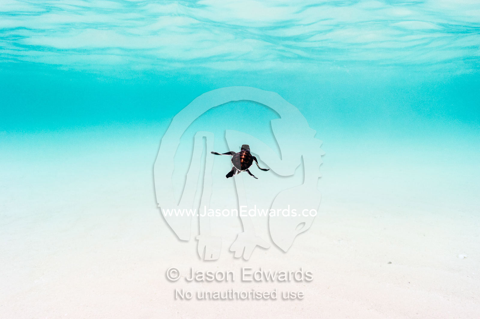 A Vulnerable Green Turtle hatchling swimming through the ocean shallows after hatching. Shark Bay, Heron Island, Great Barrier Reef, Queensland, Australia.