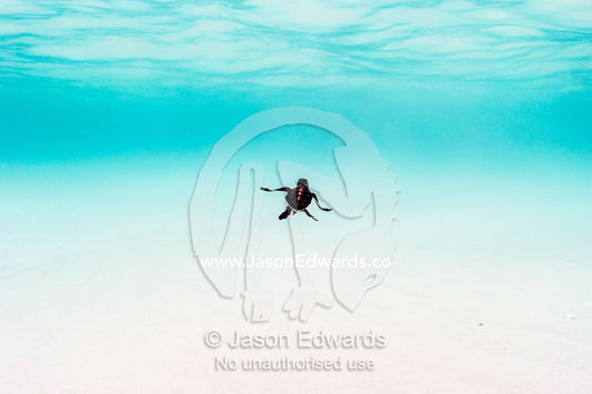 A Vulnerable Green Turtle hatchling swimming through the ocean shallows after hatching. Shark Bay, Heron Island, Great Barrier Reef, Queensland, Australia.