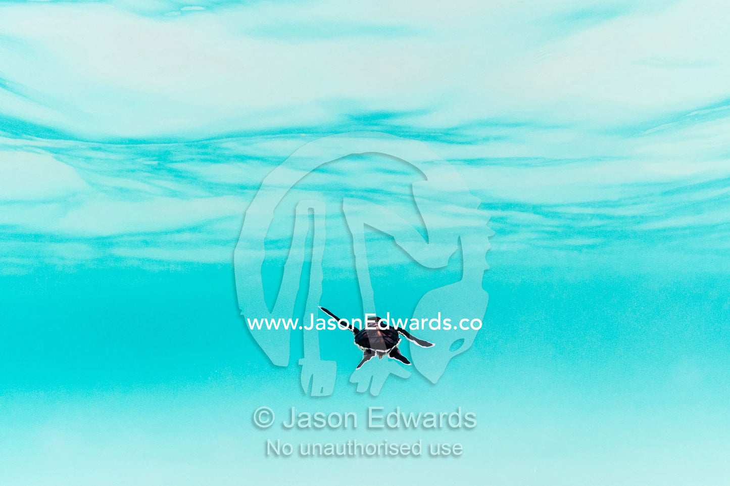 A Vulnerable Green Turtle hatchling swimming through the ocean shallows after hatching. Shark Bay, Heron Island, Great Barrier Reef, Queensland, Australia.