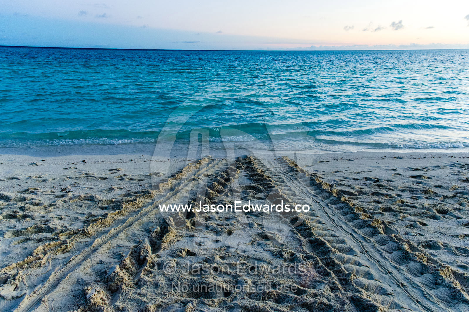 The tracks of a Vulnerable Green Turtle leading from it's egg nest back to the ocean. Shark Bay, Heron Island, Great Barrier Reef, Queensland, Australia.