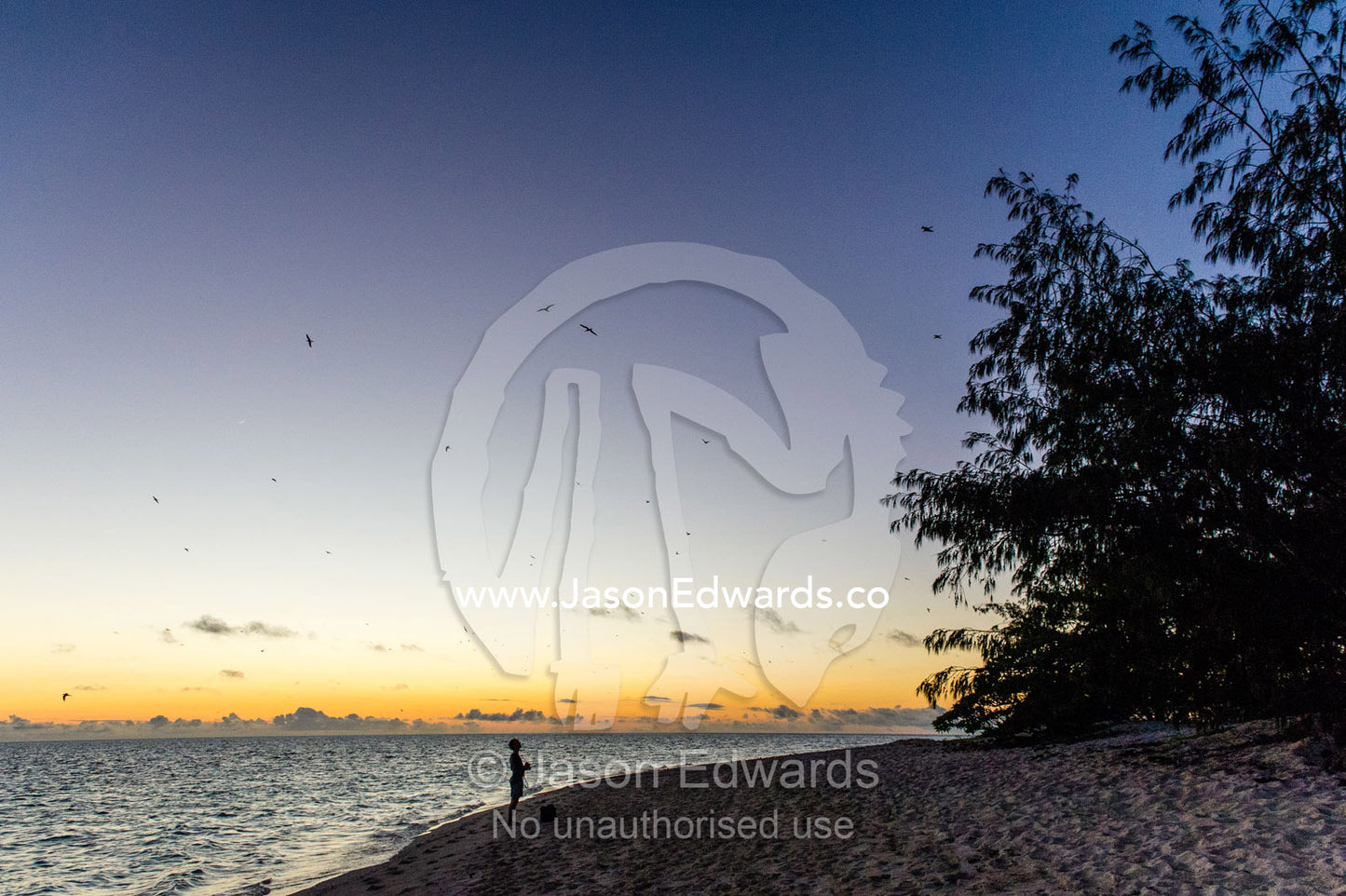 A person walks along the beach searching for Green Turtles before dawn. Research Beach, Heron Island, Great Barrier Reef, Queensland, Australia.