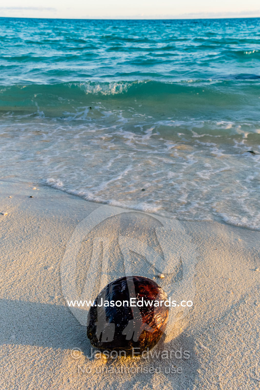 A coconut washed up onto the beach at dawn. Turtle Rock, Heron Island, Great Barrier Reef, Queensland, Australia.