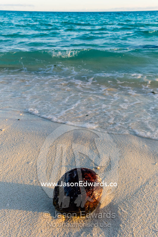 A coconut washed up onto the beach at dawn. Turtle Rock, Heron Island, Great Barrier Reef, Queensland, Australia.