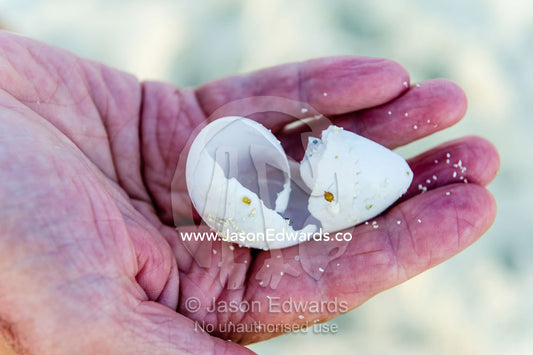 The egg shell of a Vulnerable Green Turtle. Heron Island, Great Barrier Reef, Queensland, Australia.