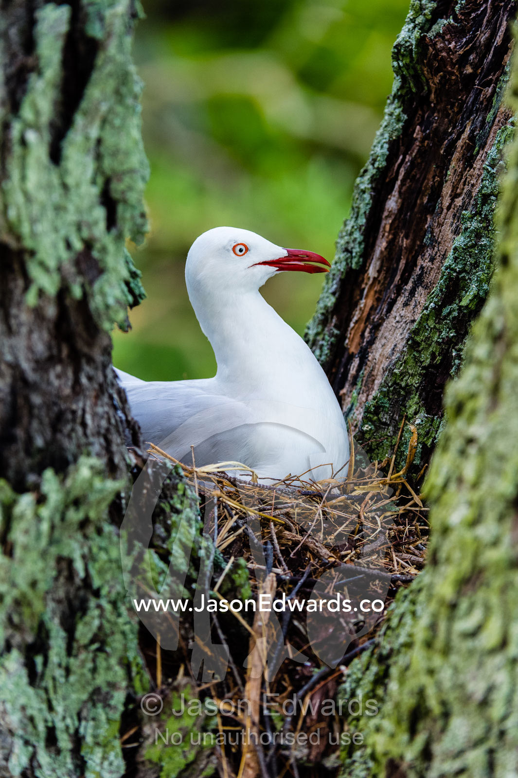 A Silver gull sitting on a nest in the fork of a tree. Heron Island, Great Barrier Reef, Queensland, Australia.