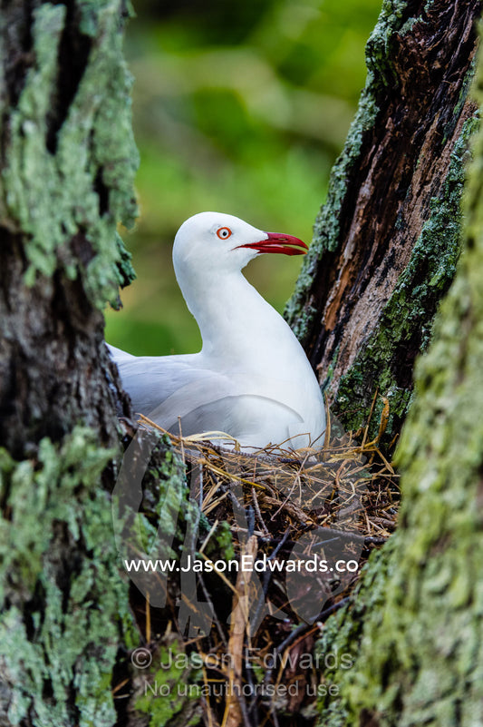 A Silver gull sitting on a nest in the fork of a tree. Heron Island, Great Barrier Reef, Queensland, Australia.