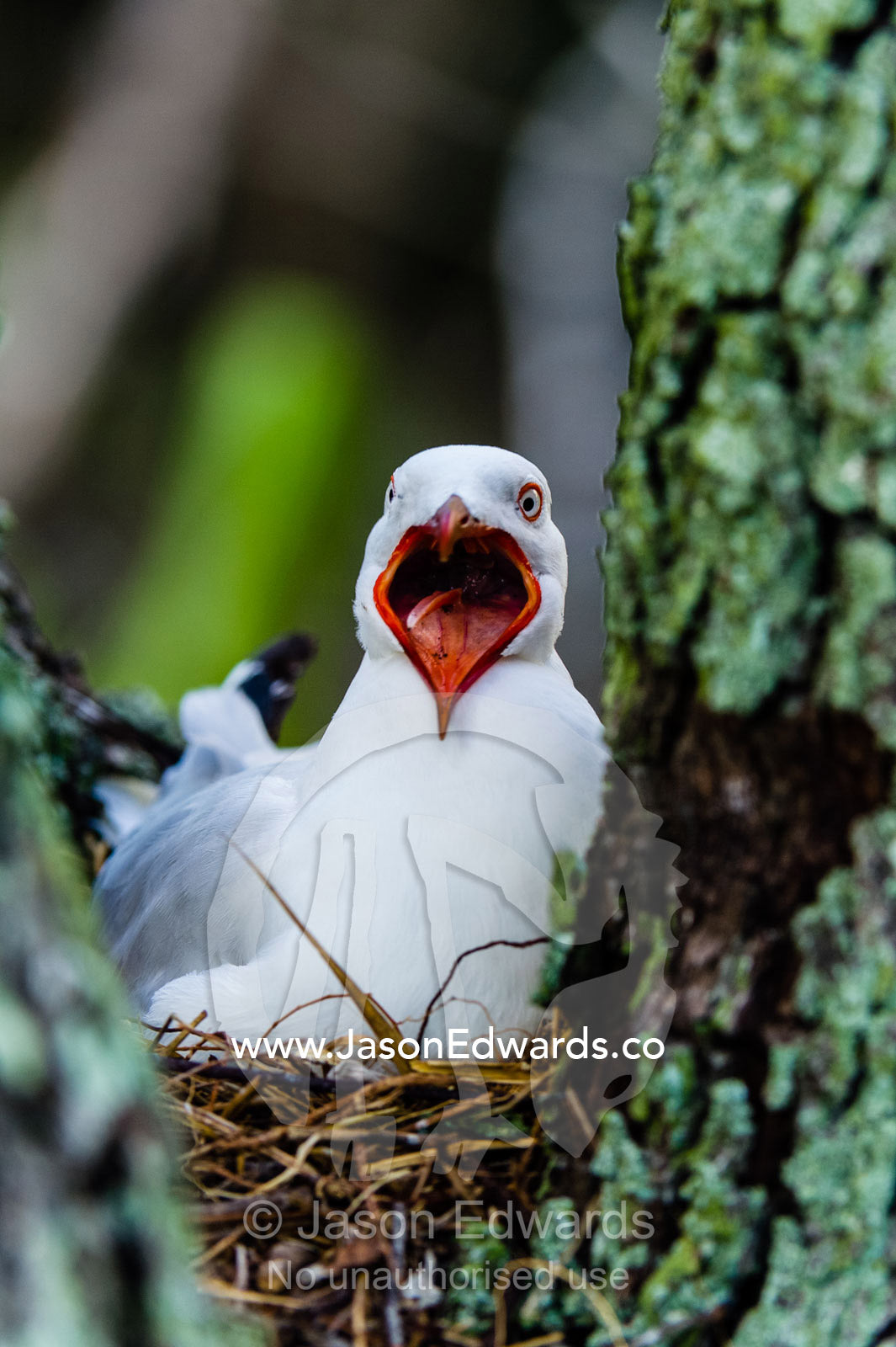 An aggressive Silver gull sitting on a nest in the fork of a tree. Heron Island, Great Barrier Reef, Queensland, Australia.