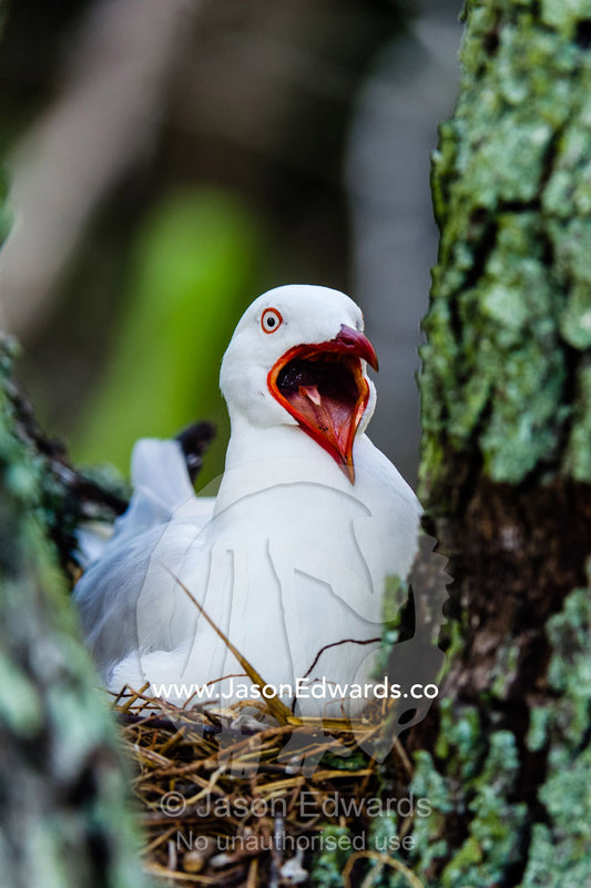 An aggressive Silver gull sitting on a nest in the fork of a tree. Heron Island, Great Barrier Reef, Queensland, Australia.