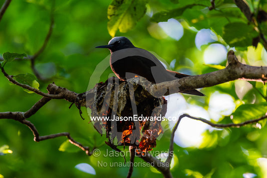 Black Noddy Tern sitting on leaf nests in the canopy of a tree. Heron Island, Great Barrier Reef, Queensland, Australia.