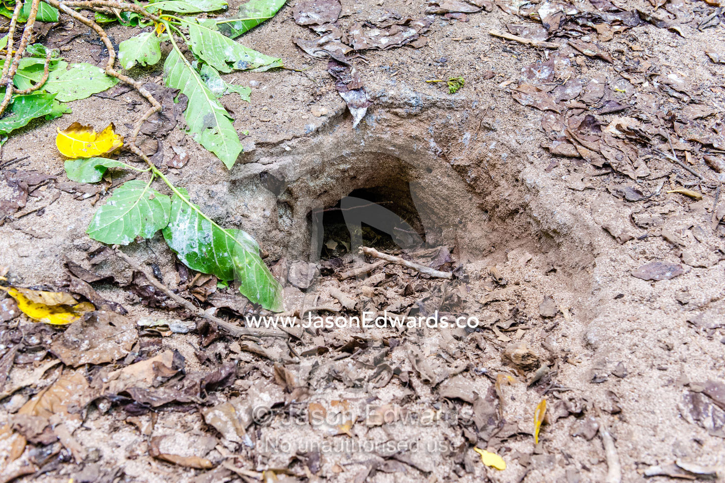 A Wedge-tailed Shearwater nest burrow on the forest floor. Heron Island, Great Barrier Reef, Queensland, Australia.