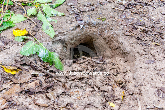 A Wedge-tailed Shearwater nest burrow on the forest floor. Heron Island, Great Barrier Reef, Queensland, Australia.