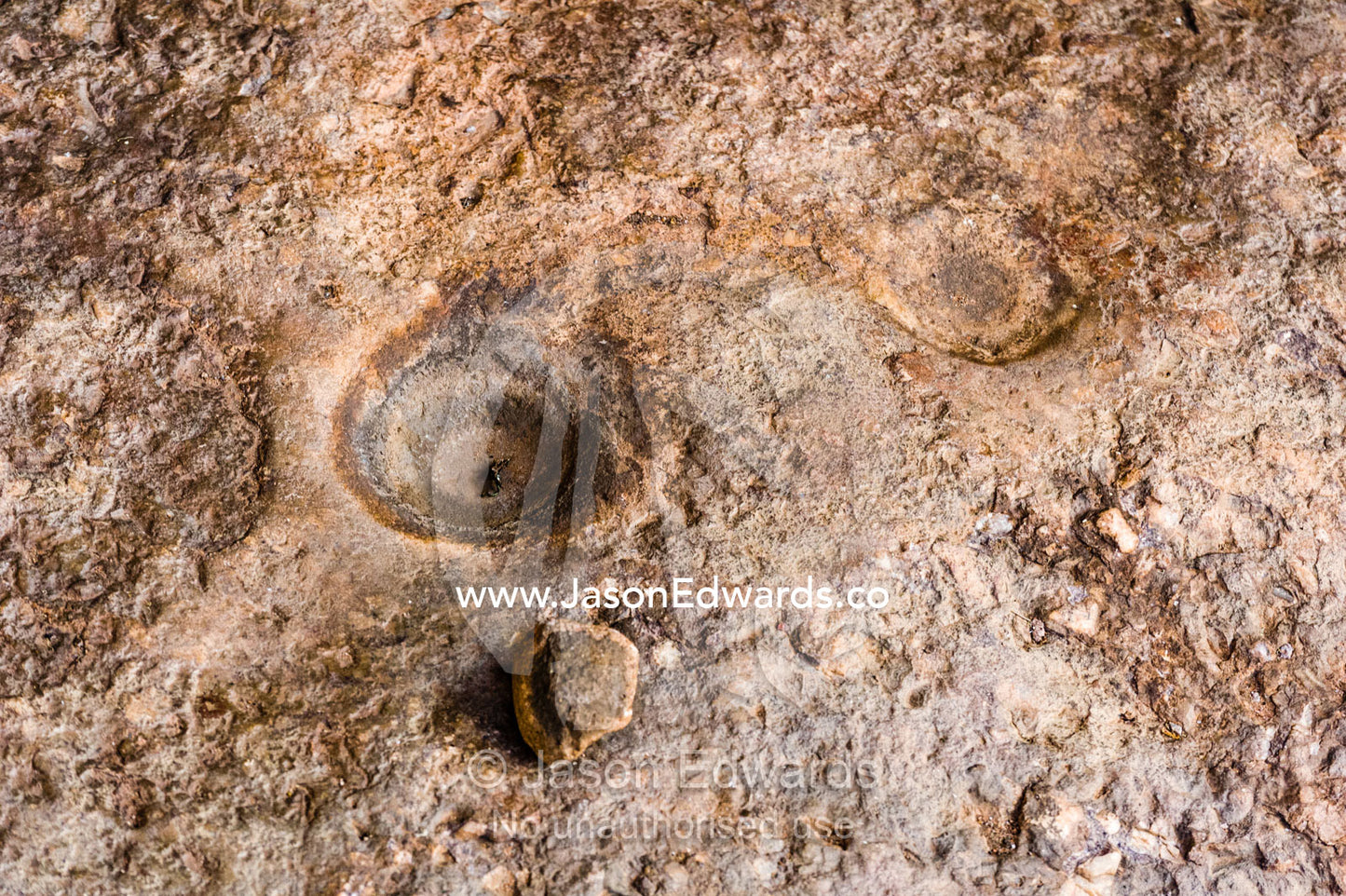 Mollusc fossils imbedded in a cave wall near aboriginal rock painting art. Burrunggui, Nourlangie Rock, Arnhem Land, Kakadu National Park, Northern Territory, Australia.