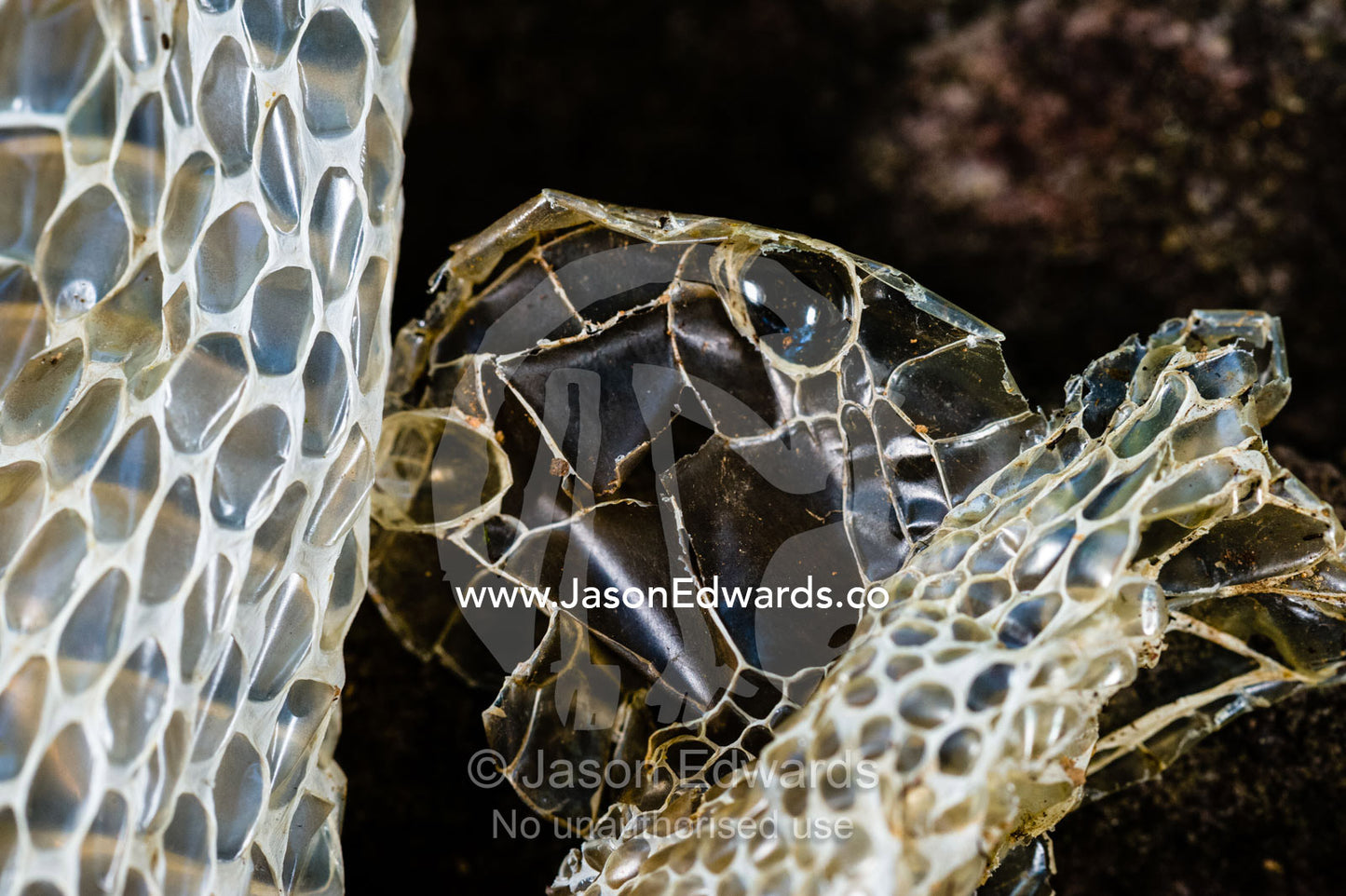 The head and eye scales on the skin shed from a venomous snake. Burrunggui, Nourlangie Rock, Arnhem Land, Kakadu National Park, Northern Territory, Australia.
