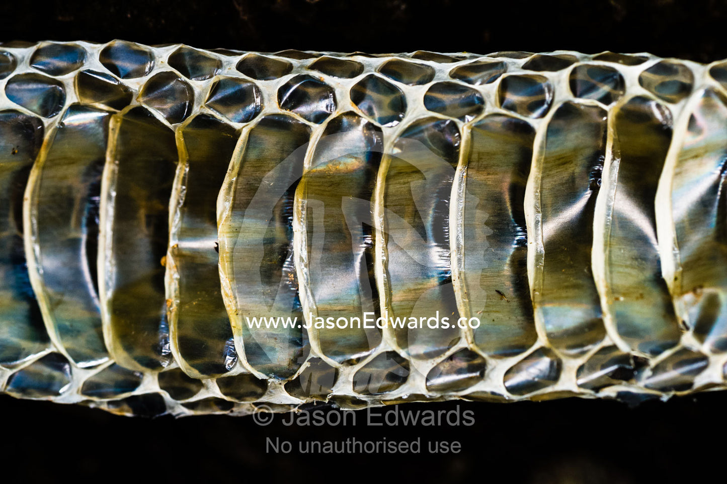 The abdomen scales on the skin shed from a venomous snake. Burrunggui, Nourlangie Rock, Arnhem Land, Kakadu National Park, Northern Territory, Australia.