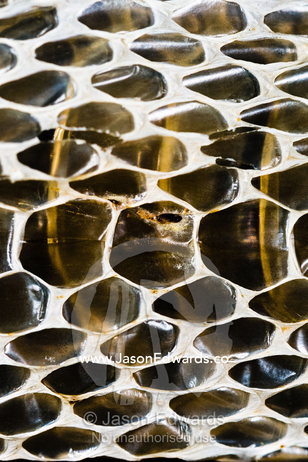 The back scales on the skin shed from a venomous snake. Burrunggui, Nourlangie Rock, Arnhem Land, Kakadu National Park, Northern Territory, Australia.