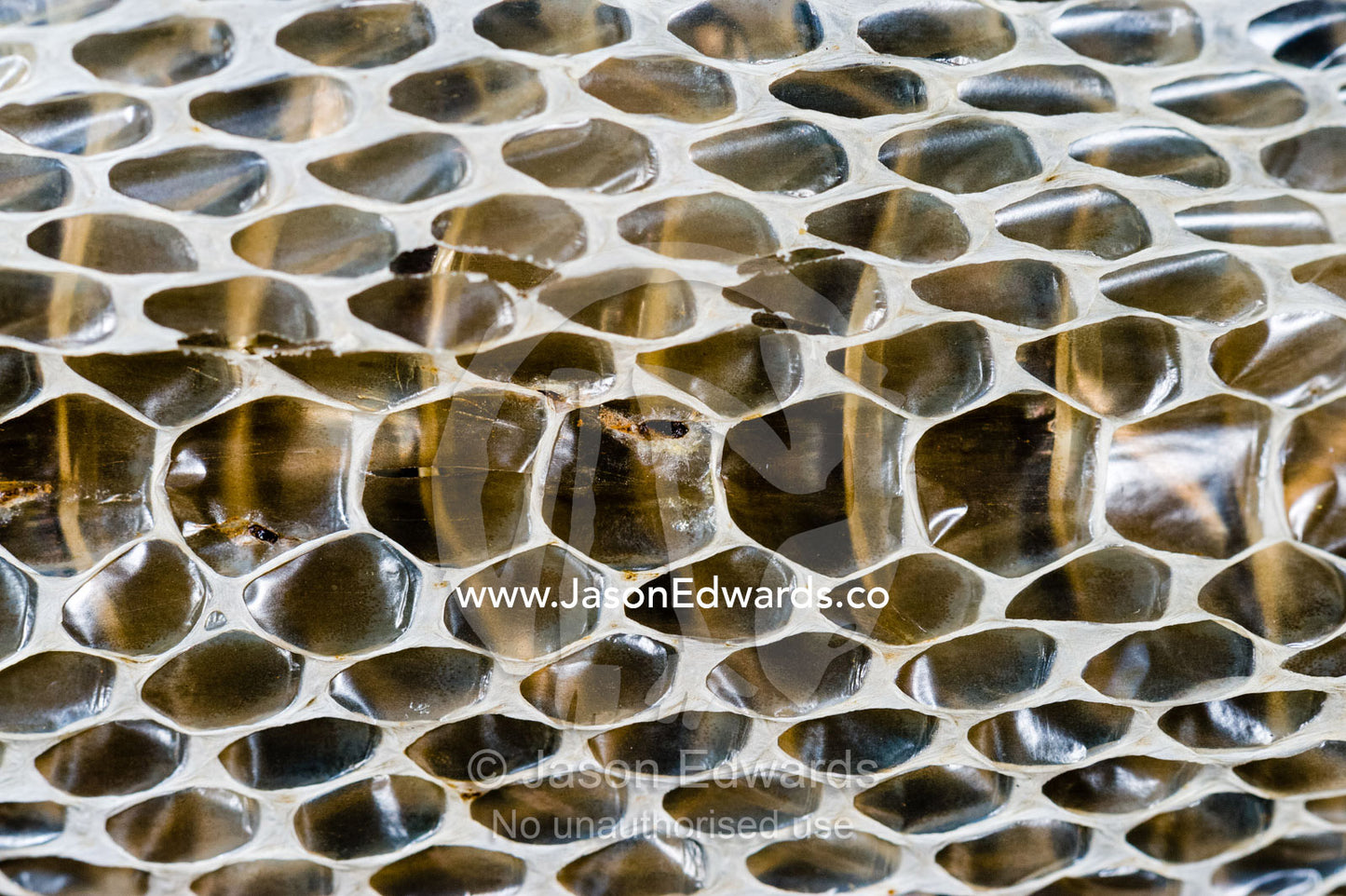 The back scales on the skin shed from a venomous snake. Burrunggui, Nourlangie Rock, Arnhem Land, Kakadu National Park, Northern Territory, Australia.