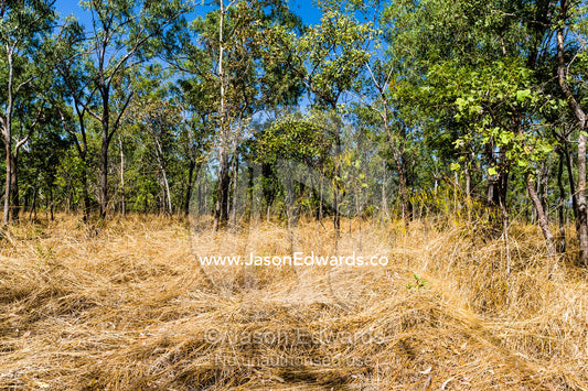 Dry Spear Grass and woodland waiting for the wet season rains. Burrunggui, Nourlangie Rock, Arnhem Land, Kakadu National Park, Northern Territory, Australia.