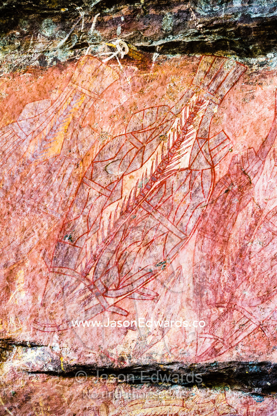 An Aboriginal x-ray rock painting art gallery featuring a Barramundi fish. Ubirr, Kakadu National Park, Northern Territory, Australia.