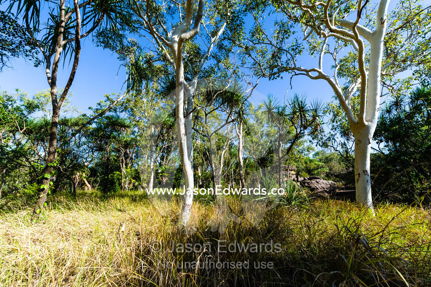 Dry Spear Grass around the base of Ghost Gums. Ubirr, Kakadu National Park, Northern Territory, Australia.