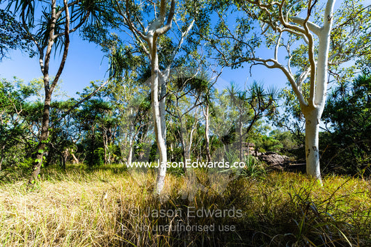 Dry Spear Grass around the base of Ghost Gums. Ubirr, Kakadu National Park, Northern Territory, Australia.