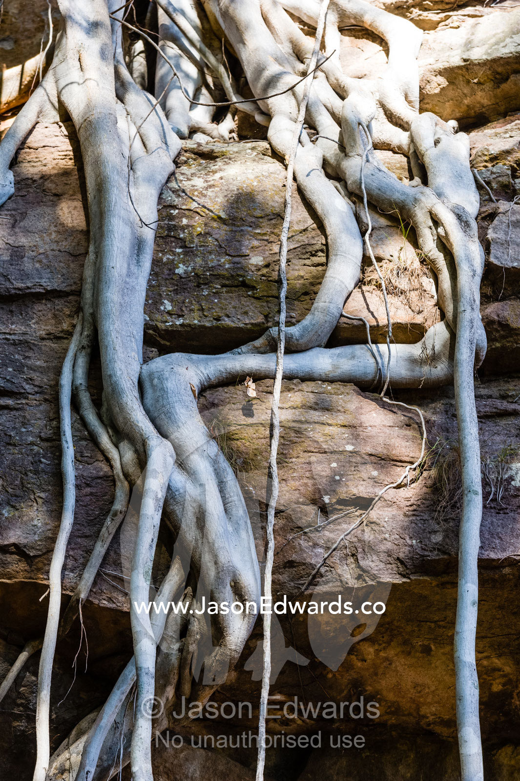 The aerial roots of a Rock Fig descending a sandstone cliff face. Ubirr, Kakadu National Park, Northern Territory, Australia.