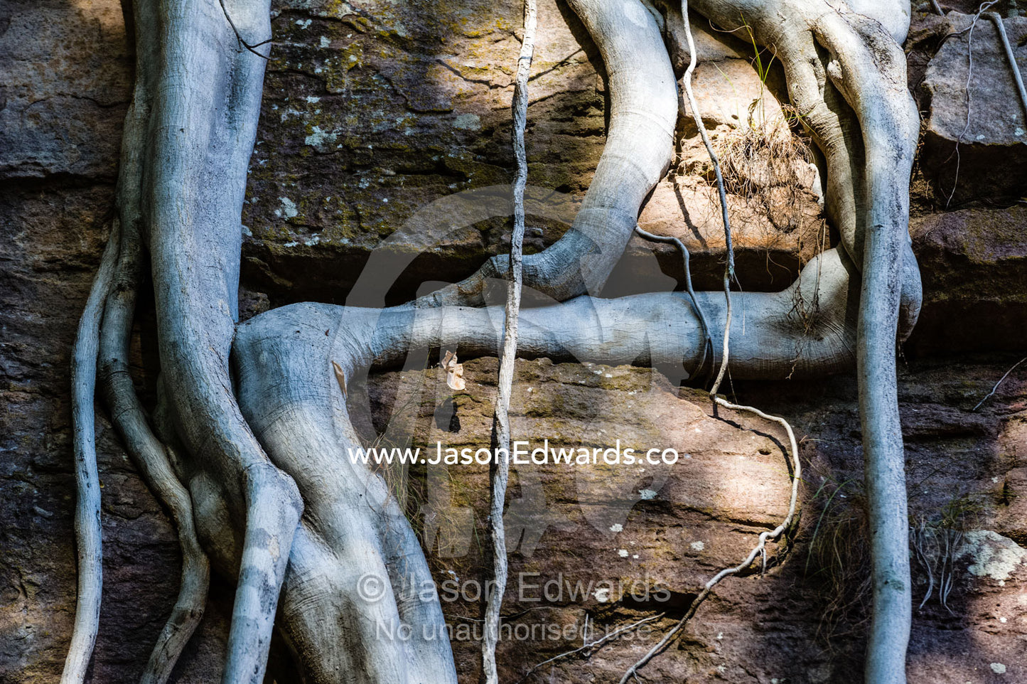 The aerial roots of a Rock Fig descending a sandstone cliff face. Ubirr, Kakadu National Park, Northern Territory, Australia.