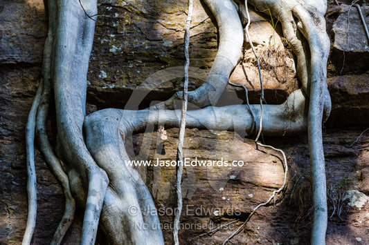 The aerial roots of a Rock Fig descending a sandstone cliff face. Ubirr, Kakadu National Park, Northern Territory, Australia.