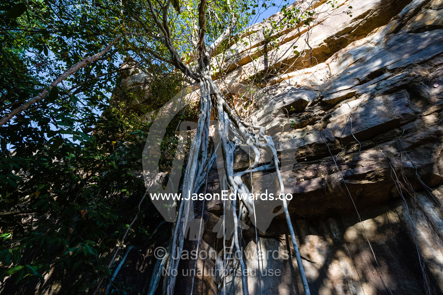 The aerial roots of a Rock Fig descending a sandstone cliff face. Ubirr, Kakadu National Park, Northern Territory, Australia.